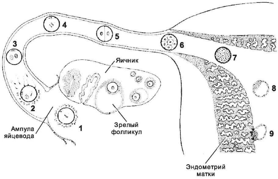 В каком яичнике происходит оплодотворение. Имплантация зародыша схема. Движение зиготы по маточной трубе. Схема овуляции оплодотворения дробления имплантации. Овуляция схема и оплодотворение.