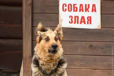 Злую здесь то