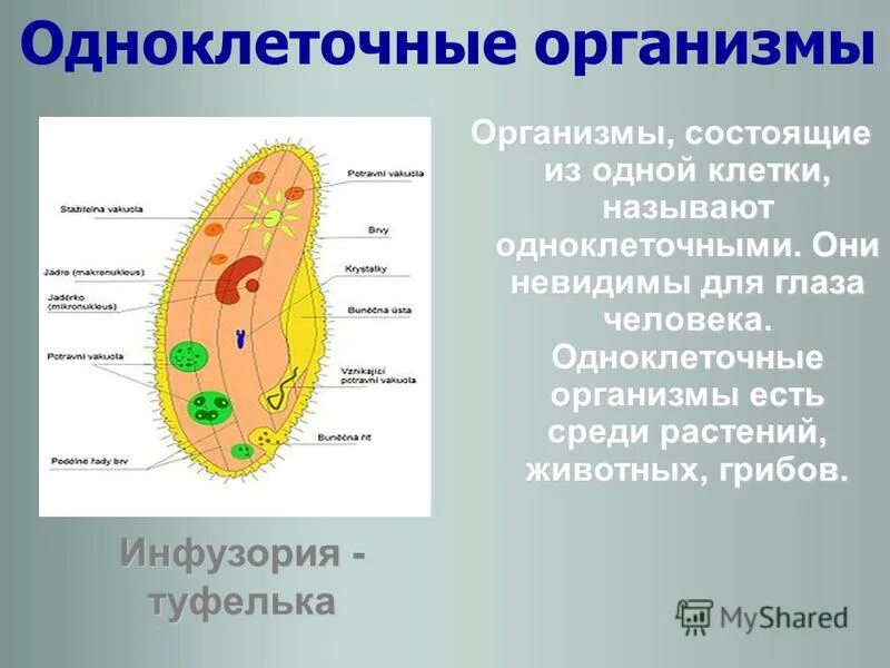 Одноклеточные организмы. Одноклеточные оргаганизмы. Одноклеточные организмы животные. Одноклеточные клетки.