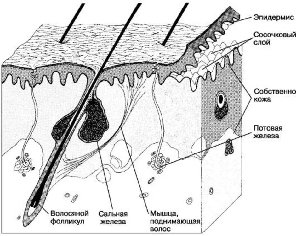 Потовые железы анатомия строение. Строение кожи (волосяного Покрова) млекопит. Кожный Покров гистология. Потовые железы кожи анатомия.