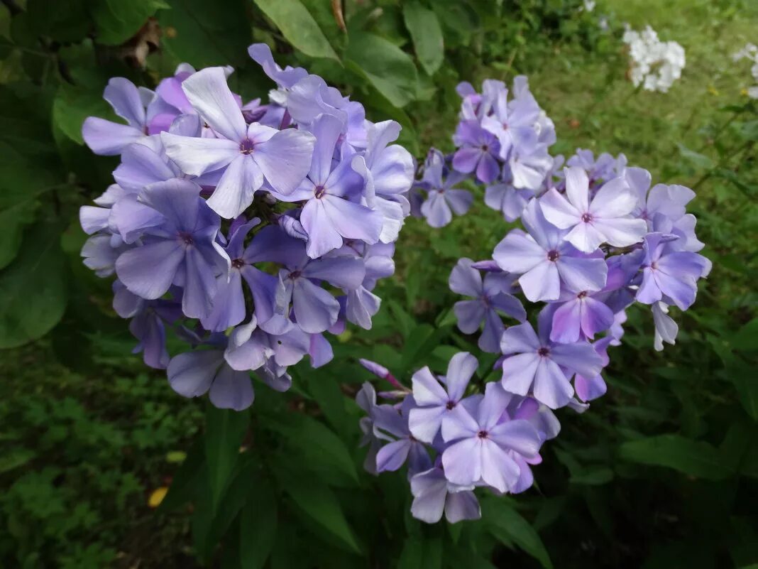 флокс метельчатый незабудка. флокс метельчатый незабудка. сорта флоксов незабудка. флокс метельчатый незабудка (phlox paniculata nezabudka). флокс метельчатый незабудка (nezabudka).