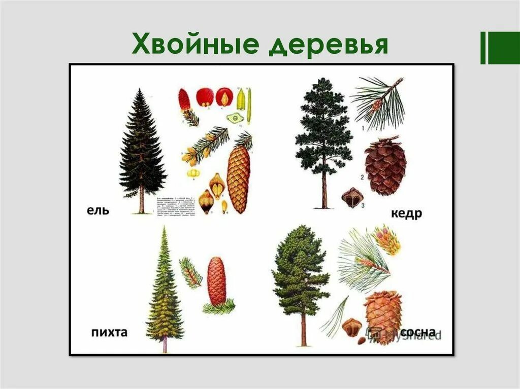 Определение хвойных. Хвойные деревья сосна ель лиственница. Ель сосна кедр пихта. Ель пихта сосна кедр лиственница. Ель сосна пихта лиственница.