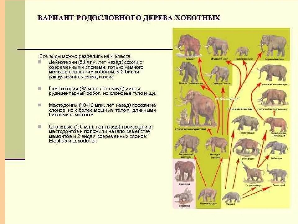 Филогенез примеры. Филетическая Эволюция хоботных. Филогенетический ряд эволюции хоботных. Филогенетический ряд слонов. Эволюция хоботных млекопитающих.