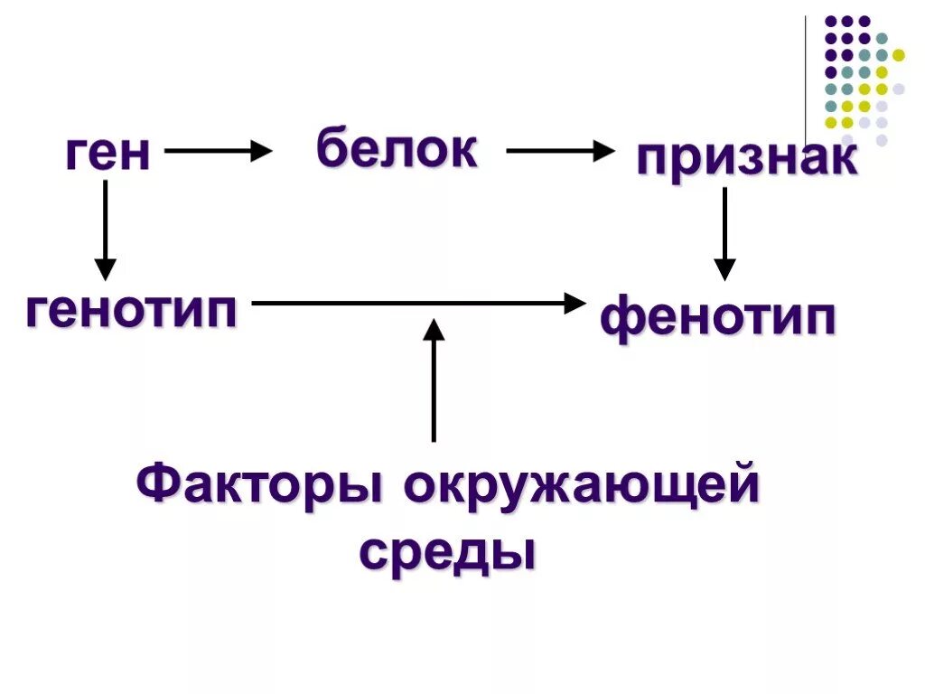 Ген белок признак. Генотип и фенотип. Ген геном генотип. Геном генотип фенотип.