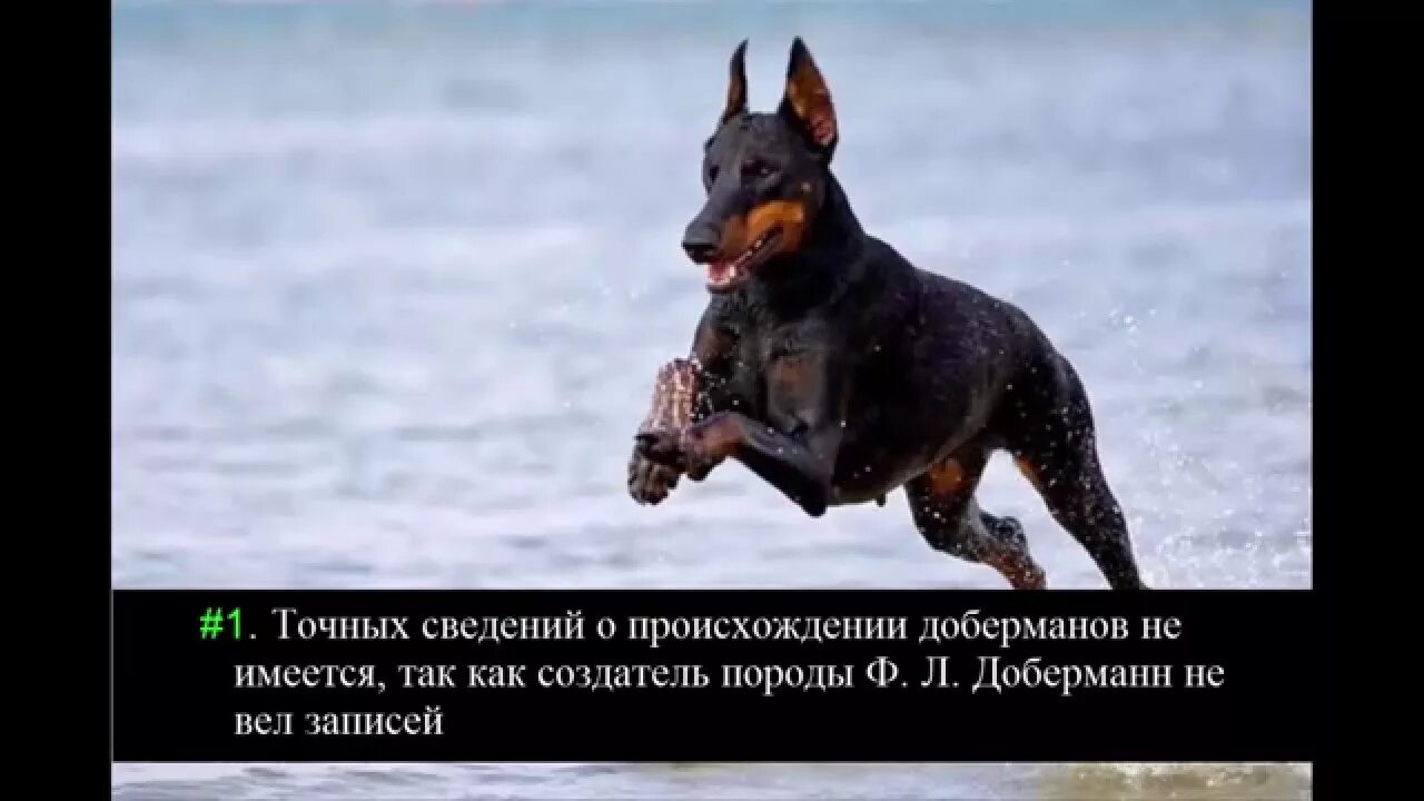 Факты о доберманах. Факты о собаке о доберман. Доберман породы собак. Доберман рассказ для 2 класса. Интересные факты о доберманах.