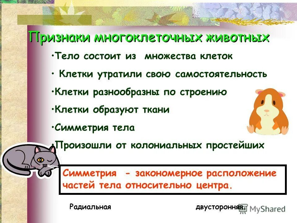 Общая характеристика подцарства многоклеточные животные. Подцарство многокл тип кишечнополостные. Характеристика типов животных многоклеточных. Многоклеточные животные 5 класс. Особенности многоклеточных организмов.