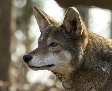 Full wolf