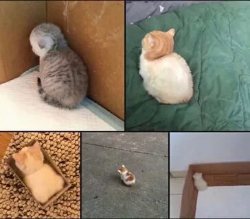 Обидел котенка