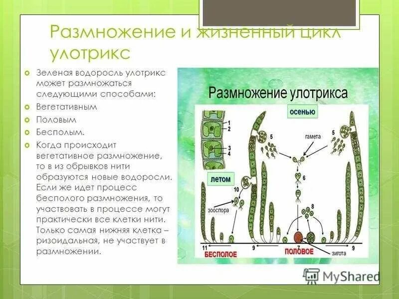 Способ размножение водоросль улотрикс. Цикл размножения улотрикса. Жизненный цикл улотрикса схема. Бесполое размножение улотрикса. Жизненный цикл зеленых водорослей улотрикс.