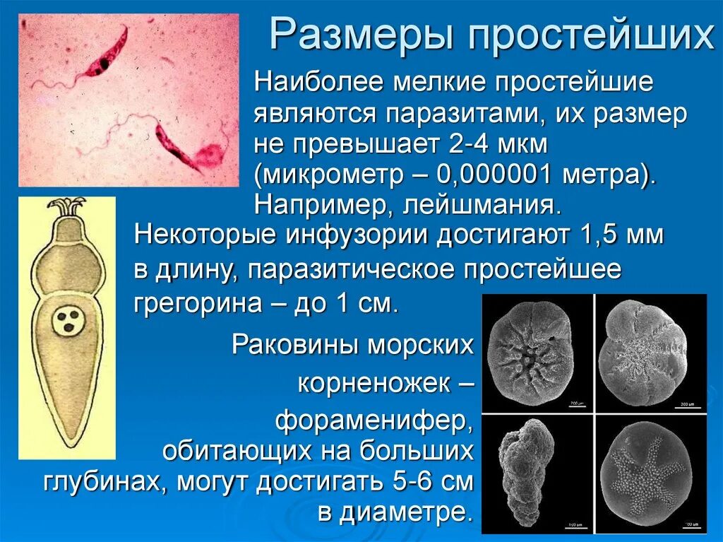 Размеры простейших. Простейшие являются. Простейшие являются паразитами. Размеры простейших организмов. Размеру просто не было