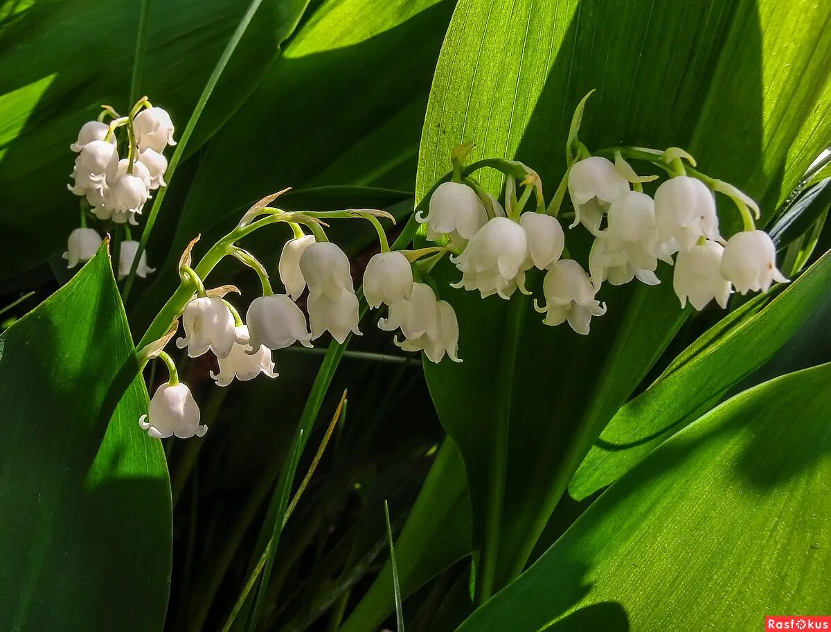 Ягода волчье лыко описание. Красная книга растения волчье лыко. Ядовитые растения занесенные в красную книгу. Растения самарской области описание. Ядовитые растения занесенные в красную книгу.