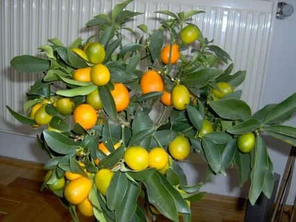 Саженцы мандарина