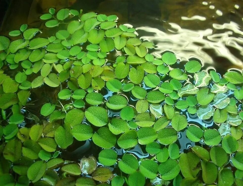Виды плавающих растений. Сальвиния, риччия, лимнобиум. Сальвиния ушастая Salvinia auriculata. Пистия Сальвиния Ряска. Пистия аквариумное.