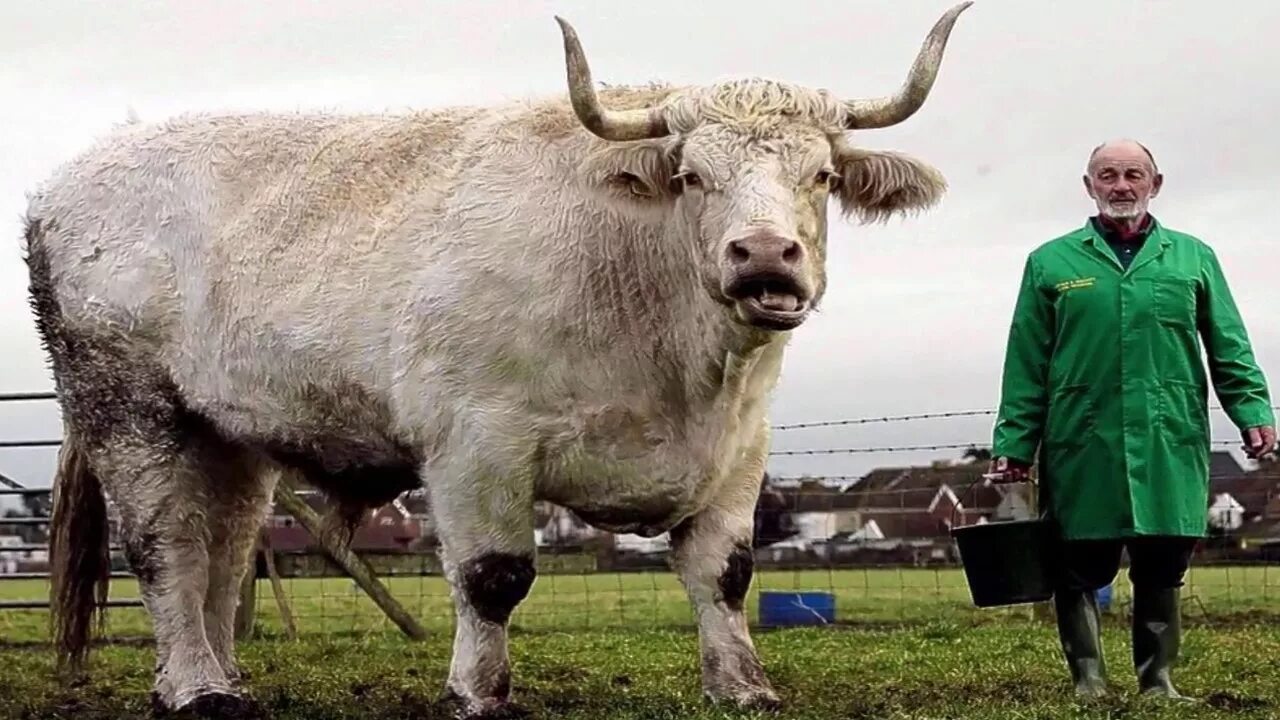 Мир бики. Бык Доннето. Гигантский бык породы Шароле. Шароле Буллс. Самый большой бык в мире 3.5 тонны.