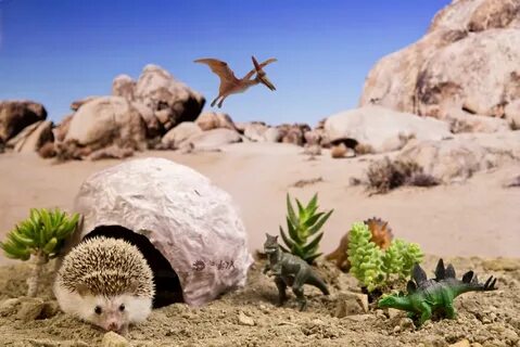 Hedgehog adventure