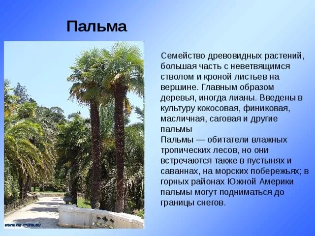 Пальма где растет природная зона. Субтропики Черноморского побережья России. Растительность субтропиков. Цветы субтропиков. Растения Черноморского побережья.