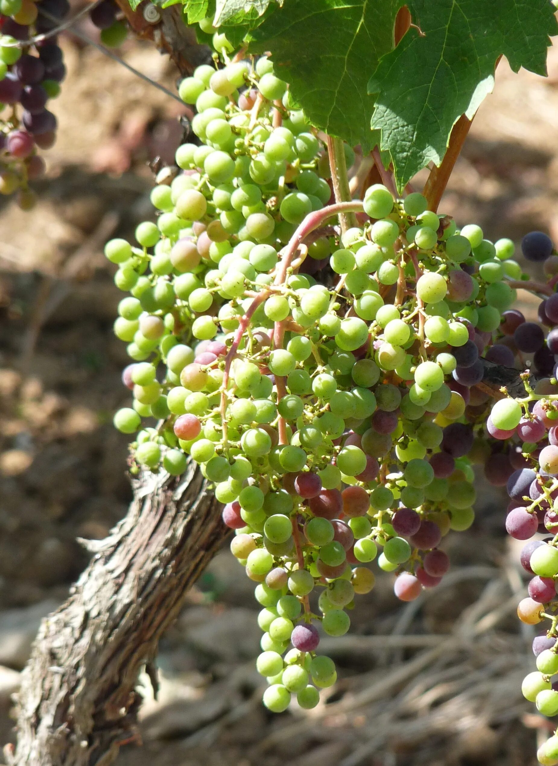 Как называется лоза. Виноград винный vitis vinifera. цоликаури виноград. виноградная лоза иерихон. виноградная лоза бластберии.