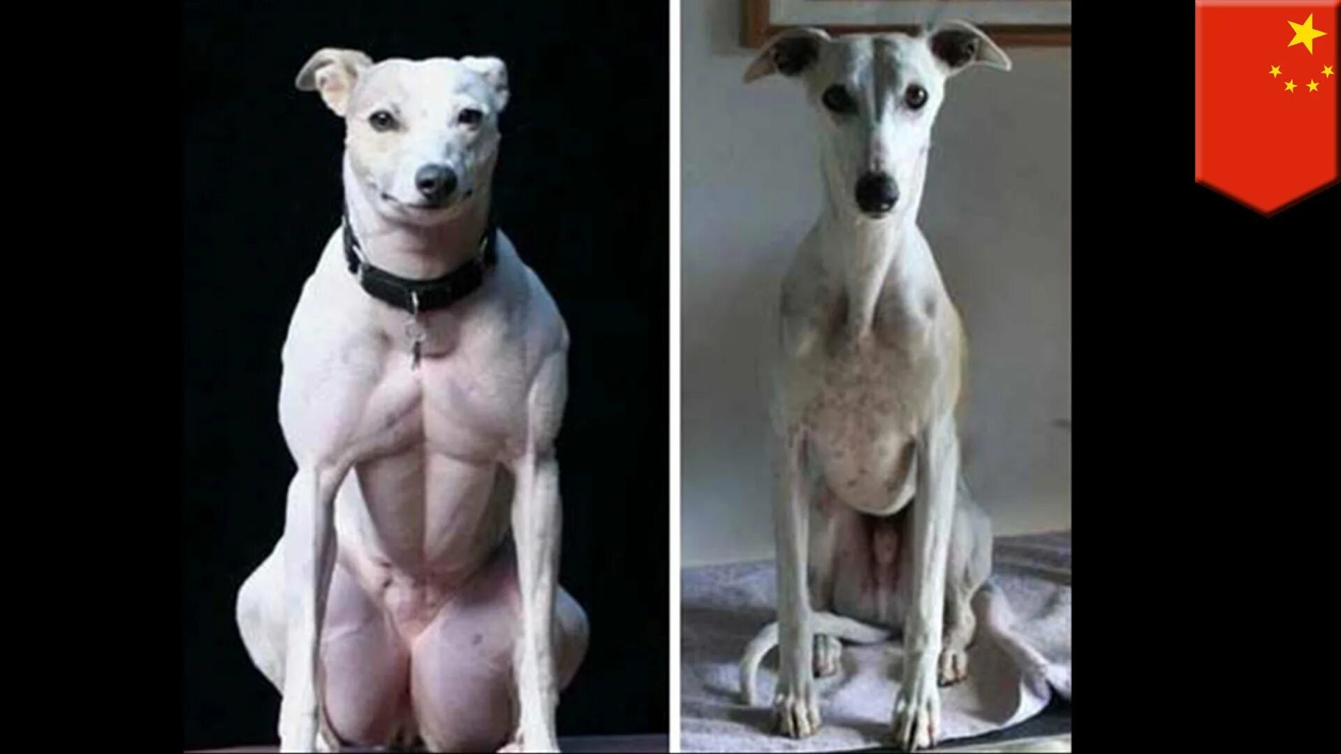Генные собаки. Животные на стероидах. Неудачные скрещивания пород собак. Генетически модифицированный собака.