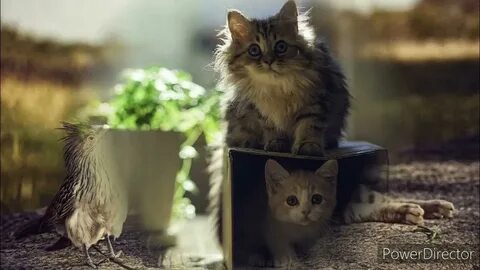 Кот домашний телефон
