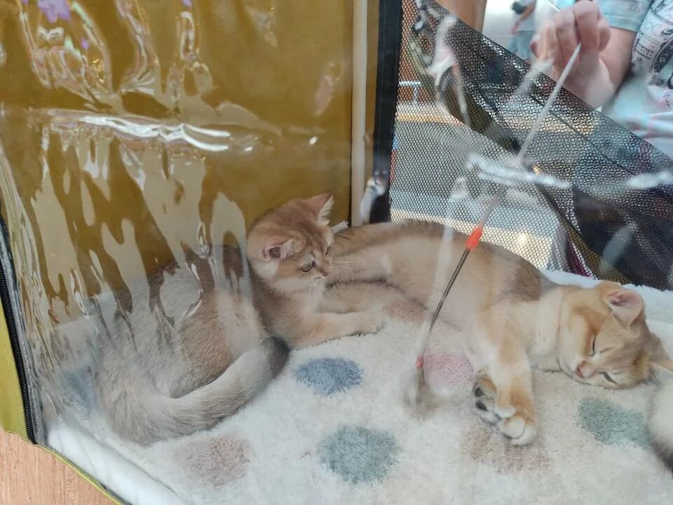 Выставка кошек. Выставка кошек в Волгограде. Выставка кошек на ВДНХ 2022. Выставка кошек в Липецке 2023 Ривьера.