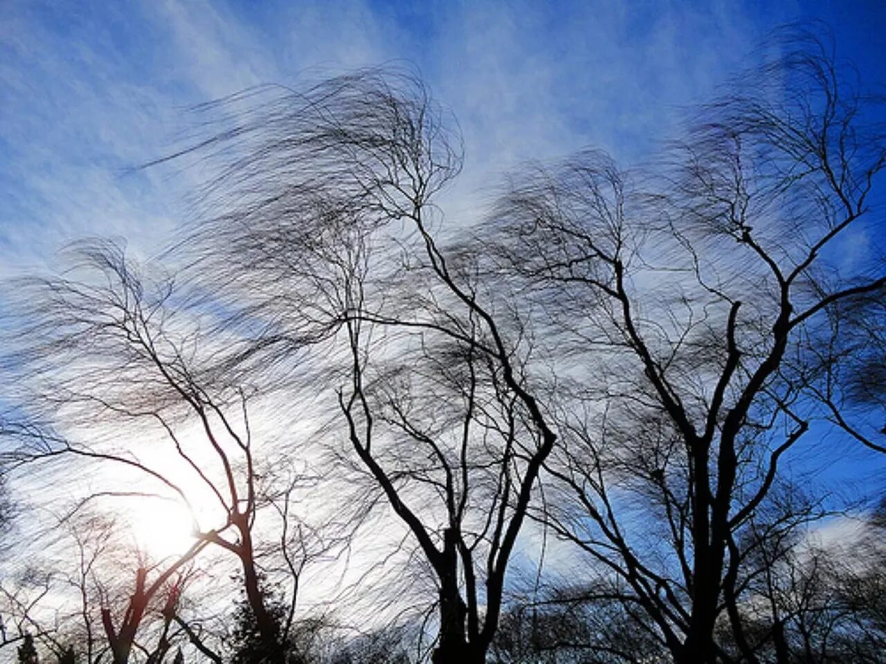 Погодные условия весной. Сильный ветер. Дерево на ветру. Сильный ветер деревья.