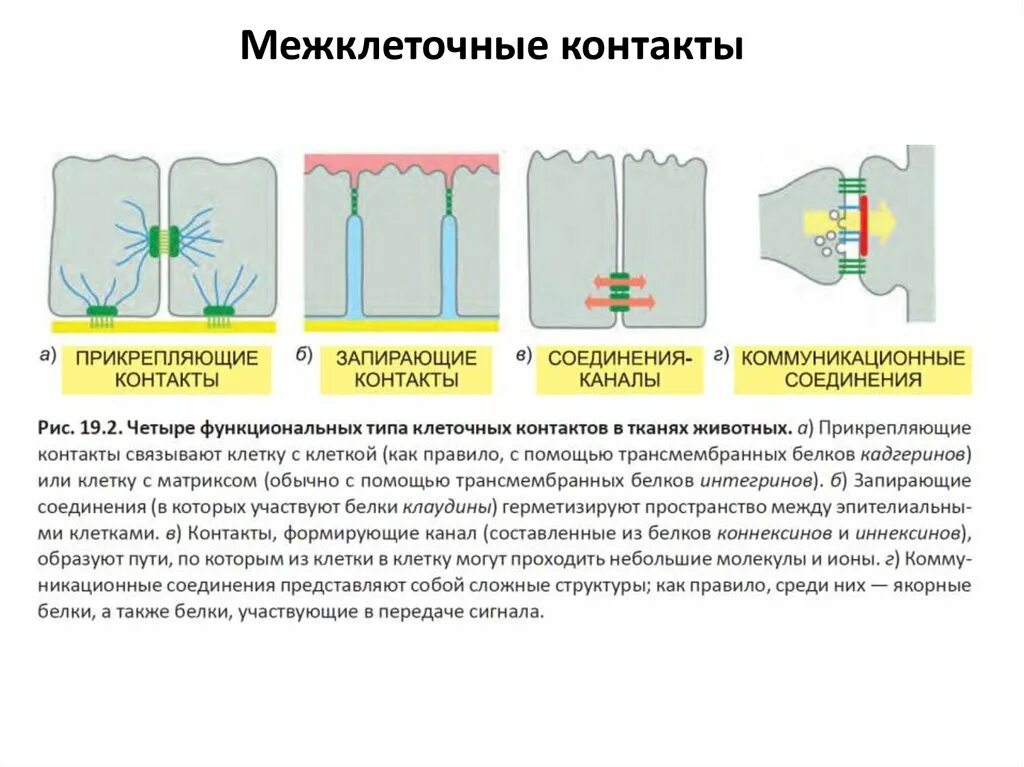 5+1х1. Межклеточные контакты: виды, строение, функции. Межклеточные контакты строение и функции. Хлами контакты. Схема строения межклеточных контактов гистология.