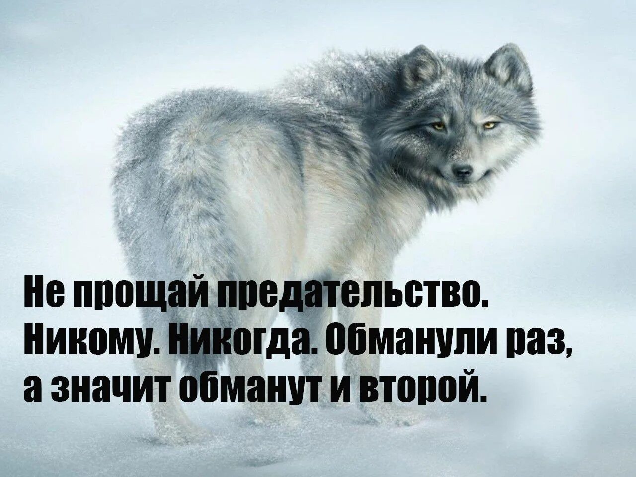 Никогда никого не бойся. Цитаты. Предательство картинки. Не Прощай предательство никому. Если тебя обманули и предали.