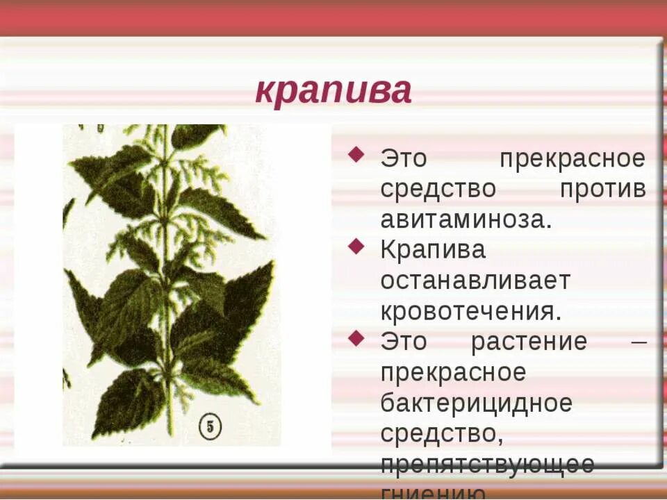 Против крапивы. Крапива лекарственное растение. Крапива презентация. Крапива описание. Презентация крапива 2 класс.