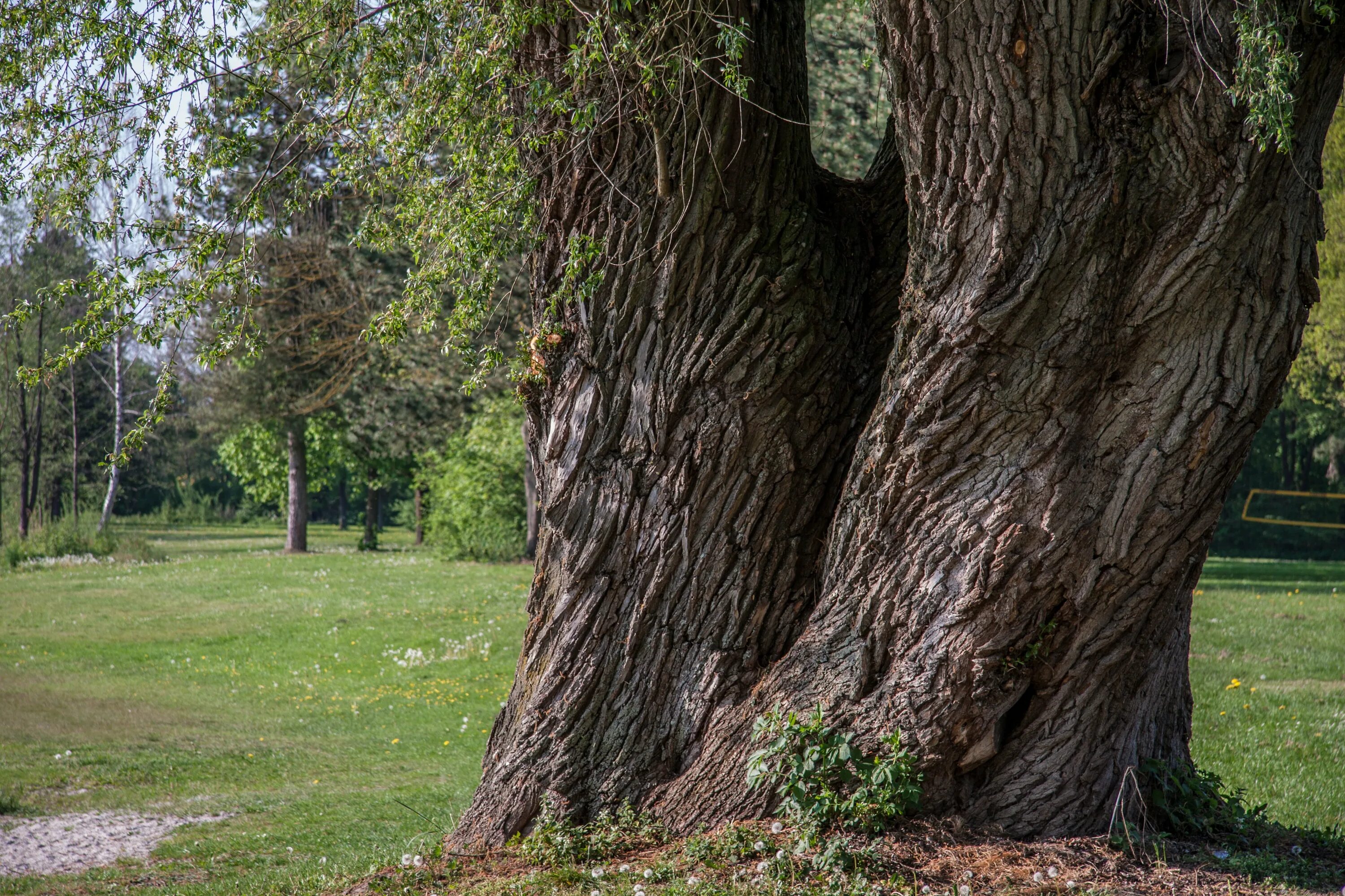 Tree trunk