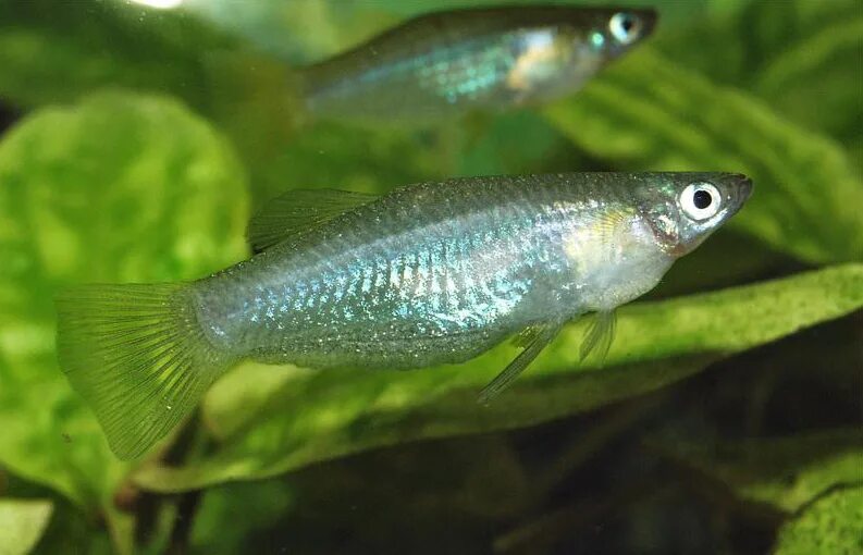 Меченосец рыбка гуппи. Живородящие аквариумные рыбки. Xiphophorus variatus. Аквариумные рыбки фото живородящих. Гуппи живородящая рыба.