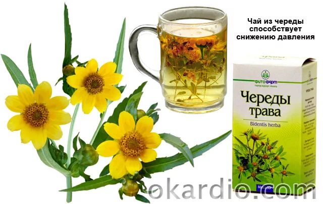 Какую траву пить от давления. Травы от гипертонии. травы от давления. лекарственные травы от давления. травяной чай для понижения давления.