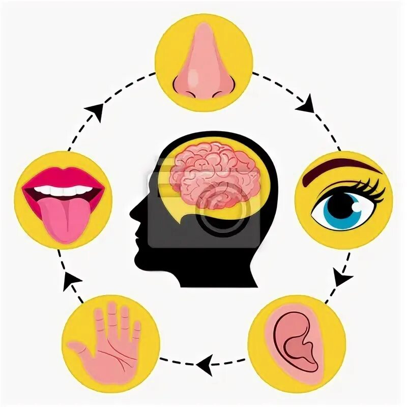 Органы восприятия человека. Ощущения и восприятия человека. Эмоции и восприятие иллюстрация. Ощущение и восприятие.