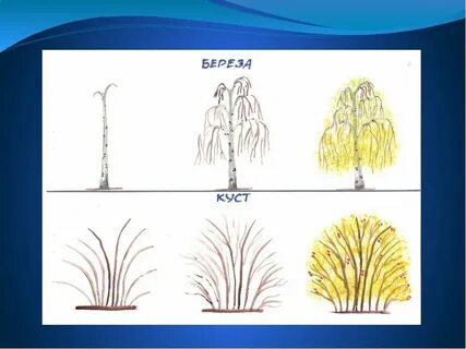 Рисуем березу поэтапно