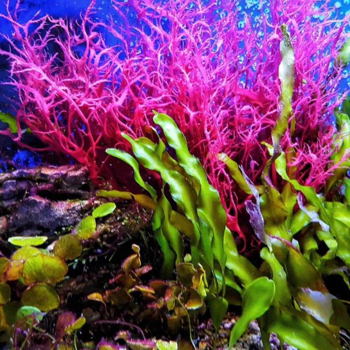 Морские растения список. Перидиниевые водоросли. Водоросли algae. Нематофитовые водоросли. Аквариумные водоросли морская капуста.