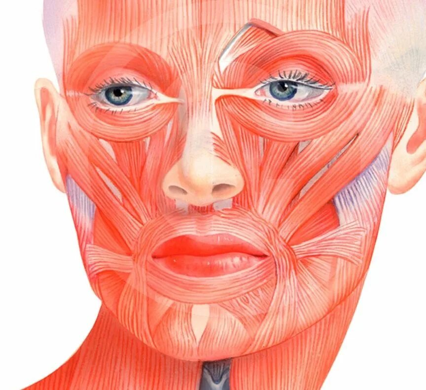 Косметология мышцы. Мышцы лица. Лицевые мышцы. Мышцы лица анатомия. Мышцы лица и шеи.