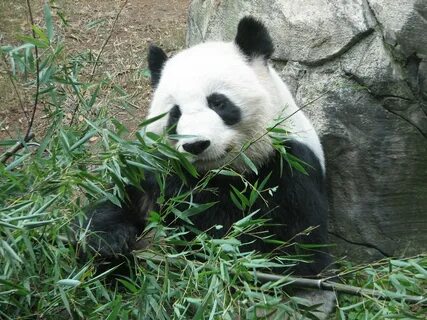 Pandas next