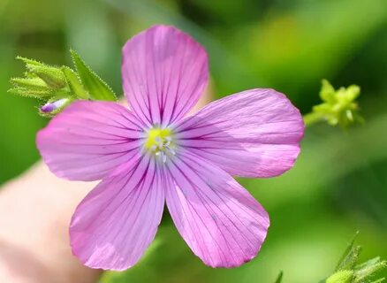 5 flowers