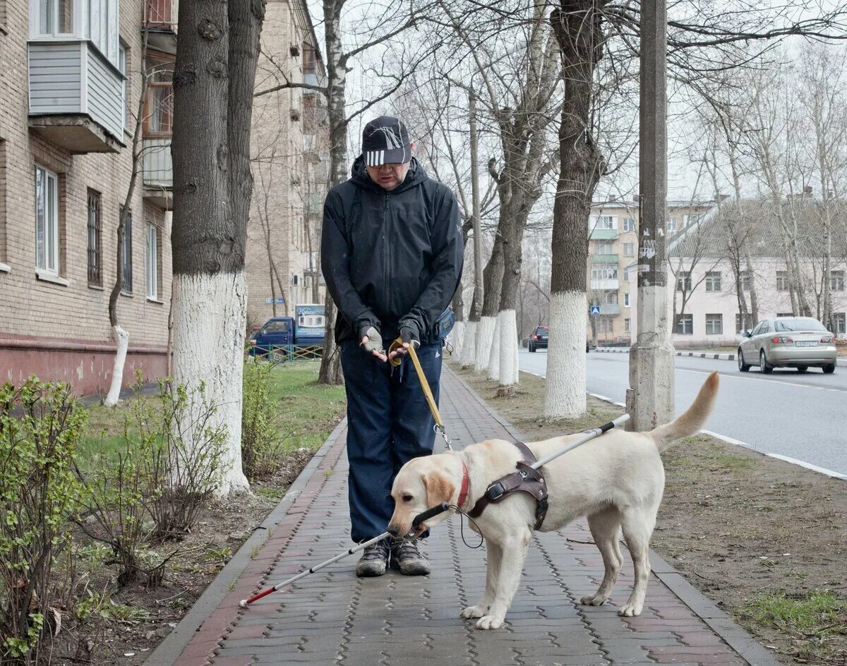 Как называется слепой человек. Лабрадор поводырь. Собака поводырь лабрадор. Лабрадор ретривер поводырь. Хаски поводырь.