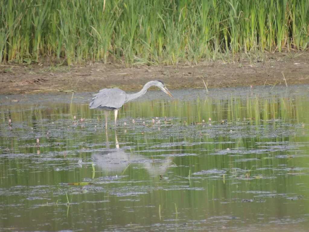 Серая цапля республика алтай. Цапля геншин. Астраханский биосферный заповедник. Цапля ива тля амеба. Серая цапля на болоте.