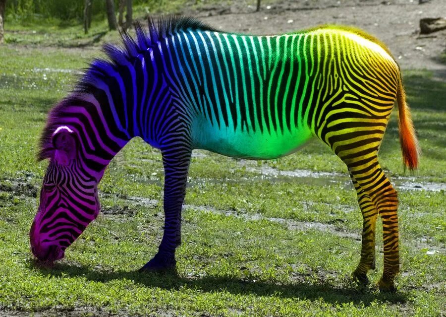 Rainbow animals