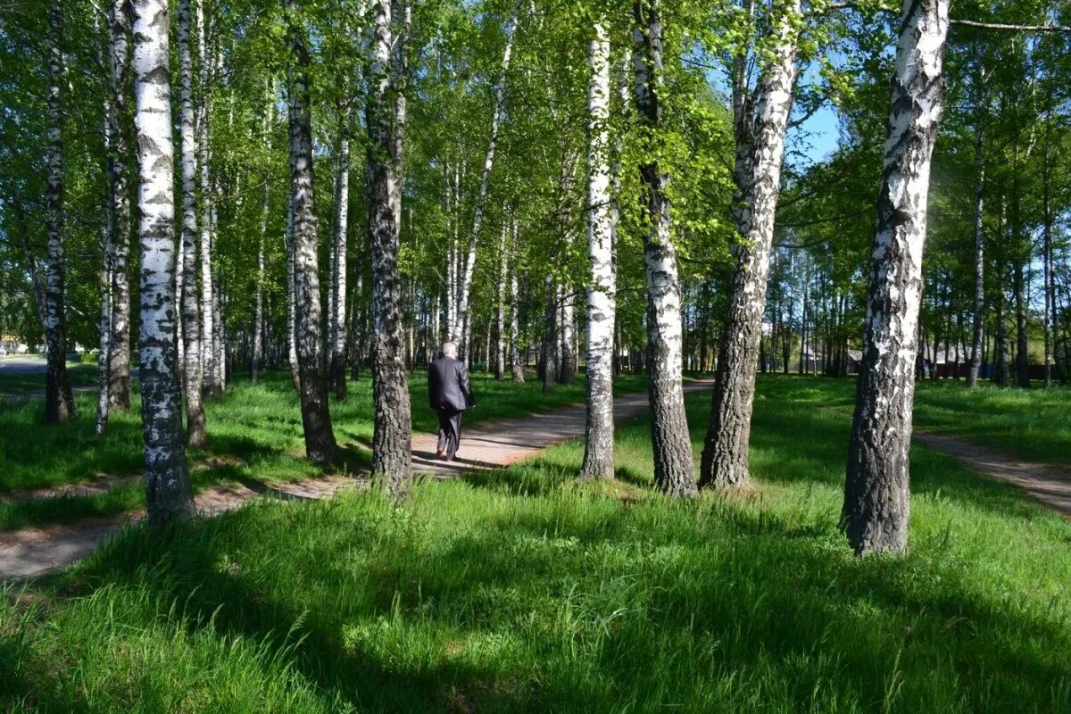 Электрички давыдовка березовая роща сегодня. Березовая роща омск. березовая роща томск. березовая роща роща. березовая роща рязань.