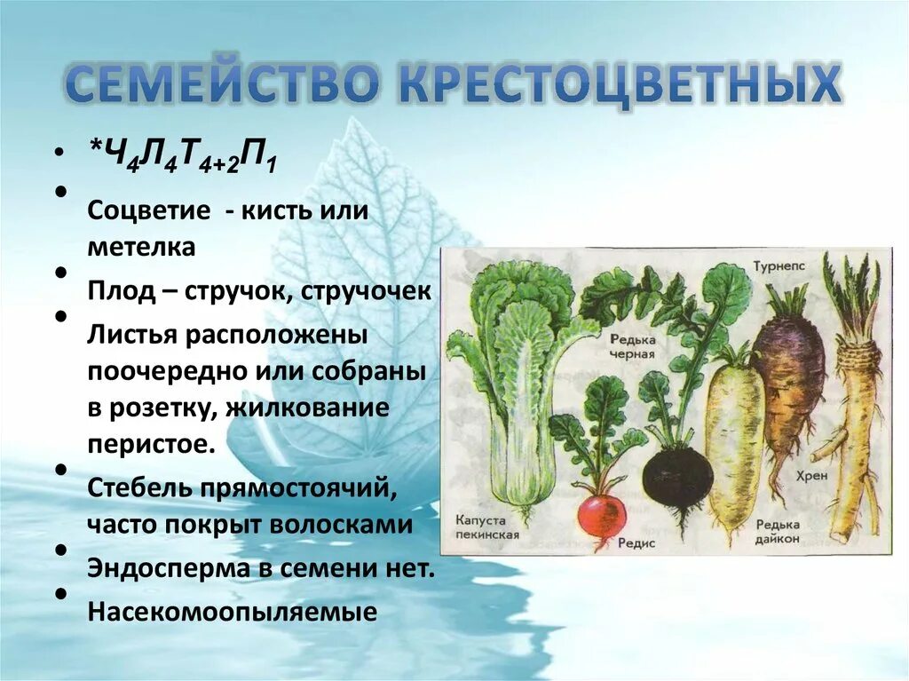 Капустные растения примеры крестоцветные. Характерные признаки семейства крестоцветных таблица. Семейство крестоцветные капустные таблица. Семейство крестоцветных растений представители. Семейство крестоцветные капустные 6 класс.