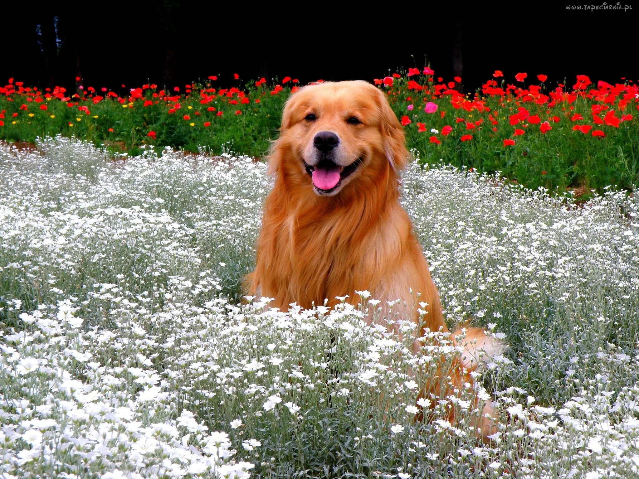 Собака весной. Красивые собаки весной. Собаки весной картинки