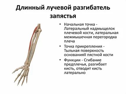Разгибатели кисти