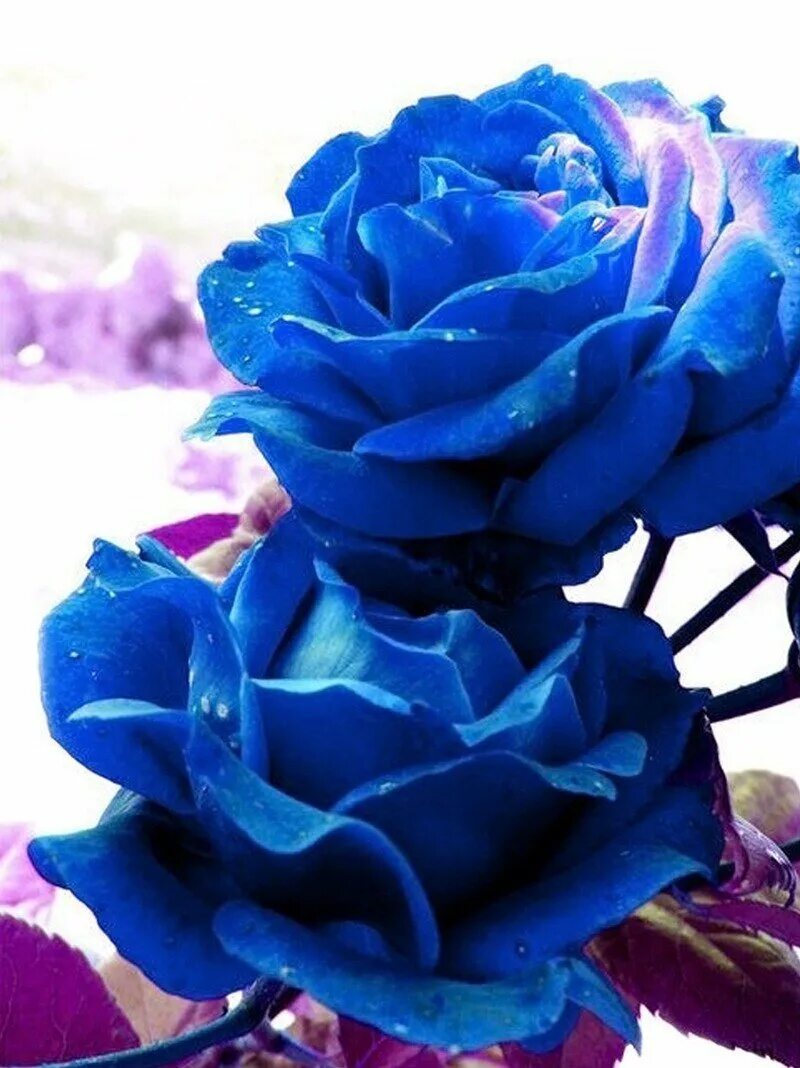 Голубые розы рабочий стол. Песни blue rose. Песни blue rose. Музыка синий. Песни blue rose.
