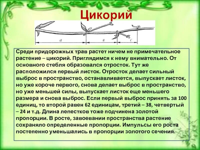 Сохраняют на определенное время. Листок золотое сечение. Цикорий золотое сечение. Золотое сечение в растениях цикорий. Стебель растения золотое сечение.