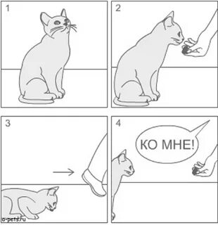 Какой команде научить кошку