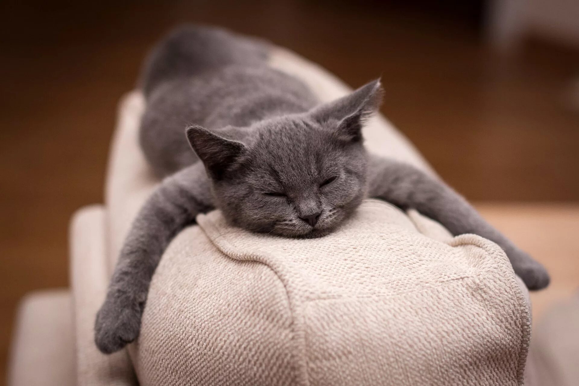 Спящие кошки. Диван кошка. Сонный кот. Расслабленный кот. Расслабленная кошка
