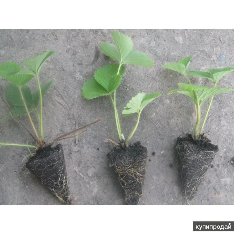 Дачник купил а саженцев клубники. Саженцы клубники с зкс. клубника альбион рассада. рассада клубники копанка. рассада в кассетах клубника клери.