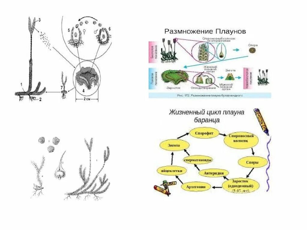 Жизненный цикл плауна булавовидного. Схема размножения плауновидных. Опишите жизненный цикл плауна булавовидного.. Плаун булавовидный способ размножения. Плауны егэ